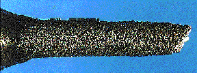 localized corrosion in amines